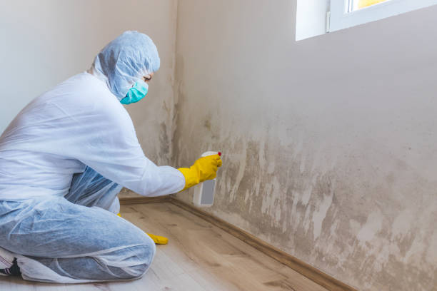 Licensed Mold Inspection service in Warriors Mark, PA - WQB Mold Removal