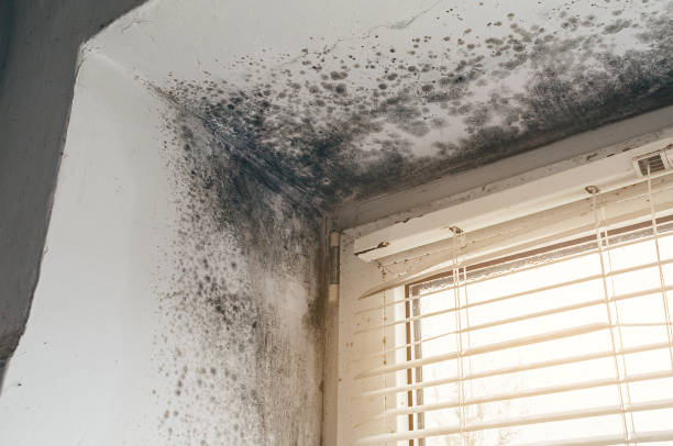Affordable Mold Inspection solutions in Warriors Mark, PA